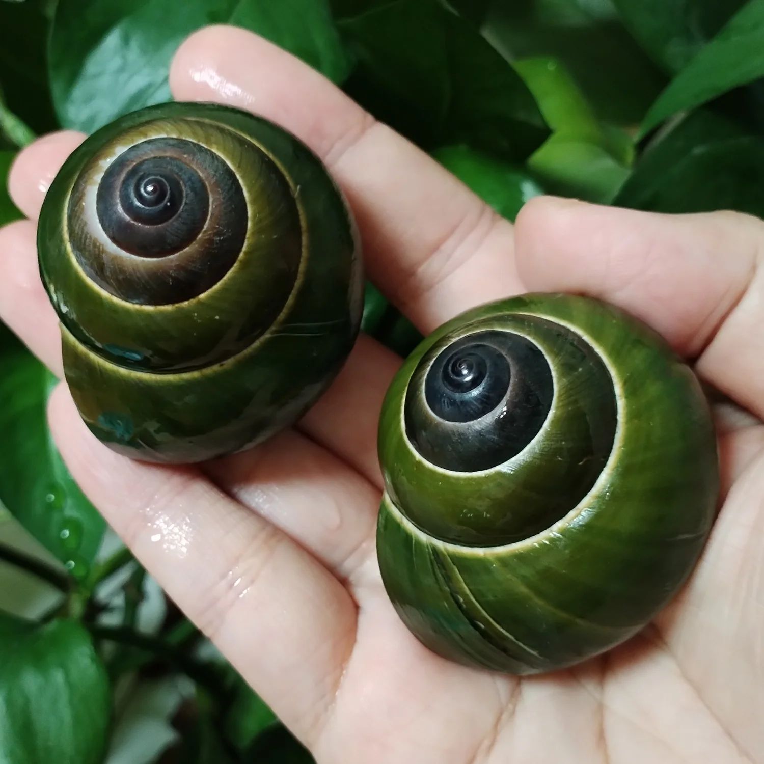 Natural Green Jade Snail Shell Aquarium Decor for Fish Tank Landscaping