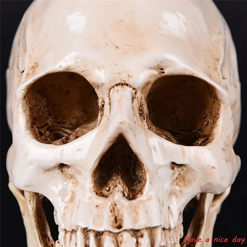 Life-Size Human Skull Resin Model – Anatomical Skull Replica Medical Study & Halloween Decor