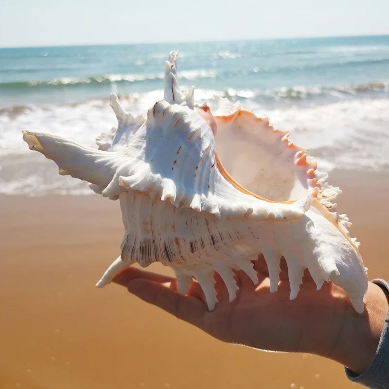 Large Natural Murex Ramosus Sea Shell – Real Ocean Conch Decor for Coastal Home & Wedding Display