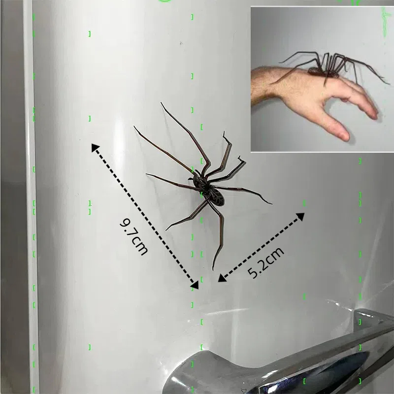 Spider Magnet Home Decor Accessories, Fun Novelty Magnetic Fridge Decor