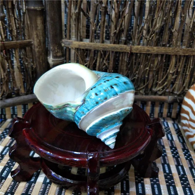 Natural Hermit Crab Shells Coastal Vase Filler Beach Home Decor