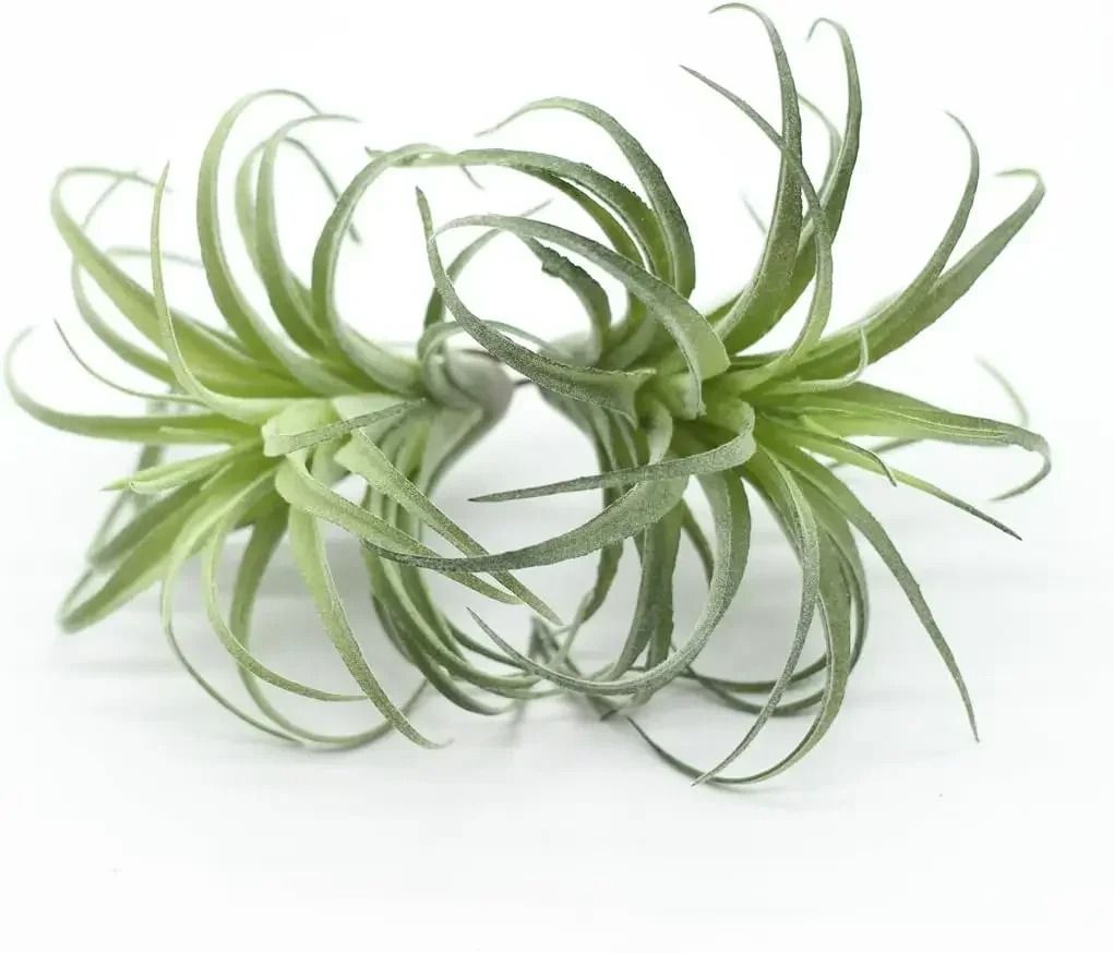 Artificial Flocking Tillandsia Air Plants – High-Performance 2-Piece Faux Succulent & Bromeliad Set