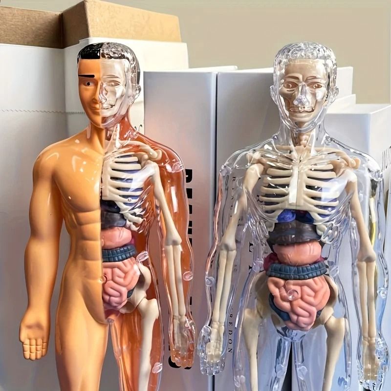 Human Anatomy Model with Removable Bones and Complete Trunk Medical Teaching Skeleton Kit