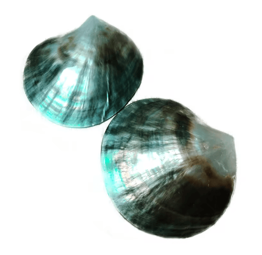 Black Mother of Pearl Shell – Polished Sea Shell for DIY Jewelry & Elegant Decor
