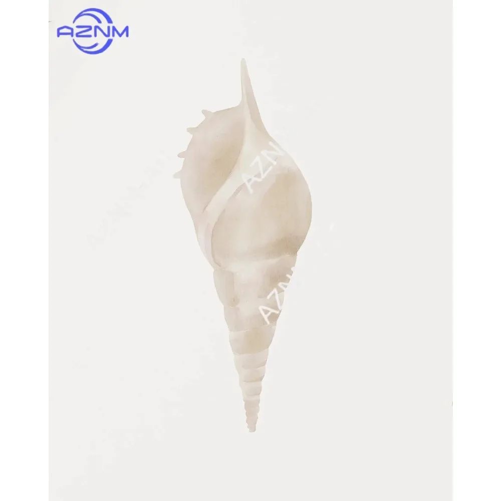 Coastal Seashell Wall Art Canvas Set Ocean Inspired Prints