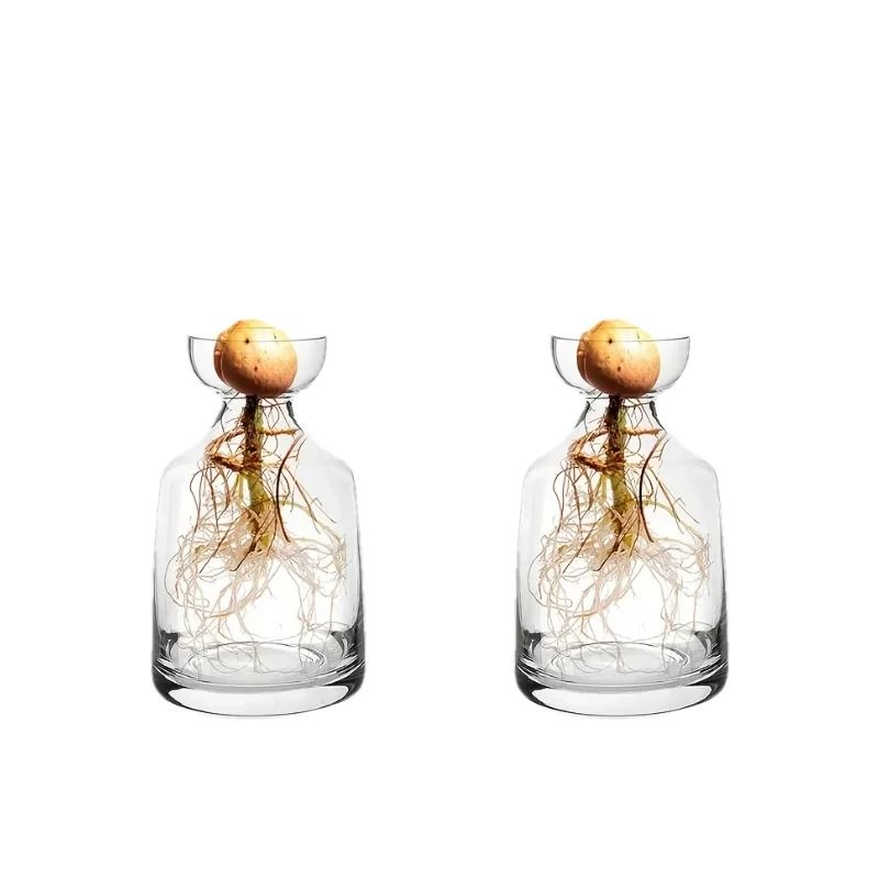 Avocado Seed Starter Glass Vase | Grow Your Own Avocado Tree | Professional Hydroponic Planting Pot
