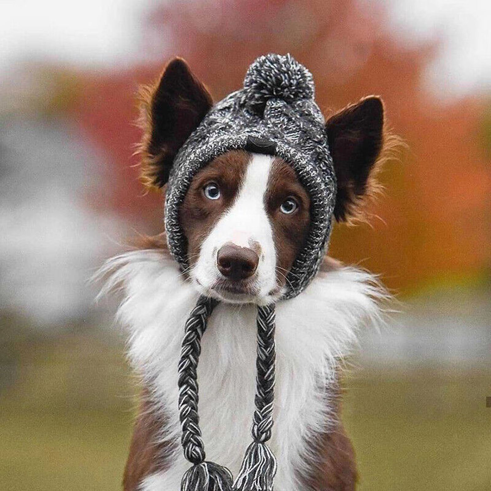 CozyPaws Windproof Knitted Winter Dog Hat with Fluffy Pom Pom