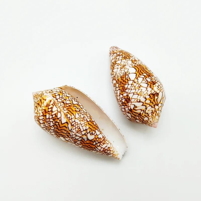 Rare Eyed Cowrie Shell Set | Talparia Argus Serpents Head Ocean Specimen