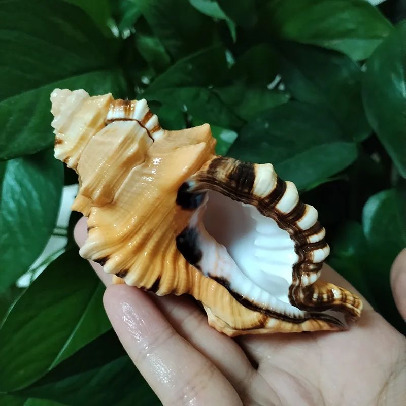 Natural Triton Sea Shell Decor – Cymatium Lotorium Beach Theme Aquarium & DIY Photography Prop