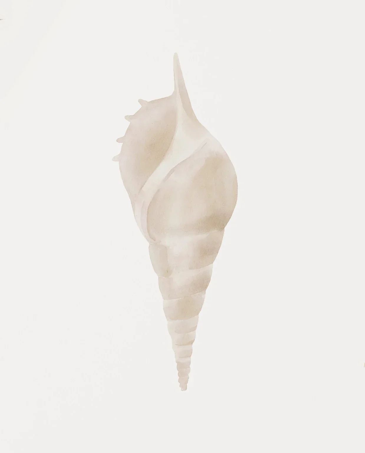 Coastal Seashell Wall Art Canvas Set Ocean Inspired Prints
