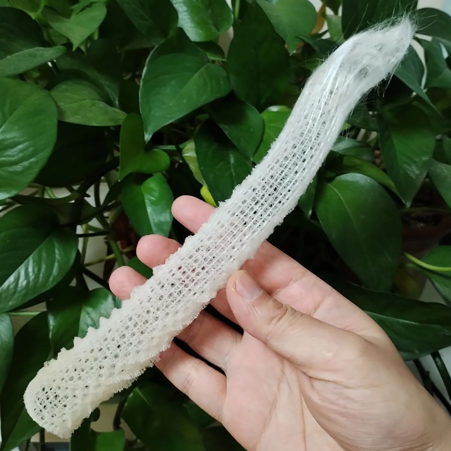 Natural Venus Flower Basket Sponge | Rare Euplectella Sea Porifera Ocean Specimen