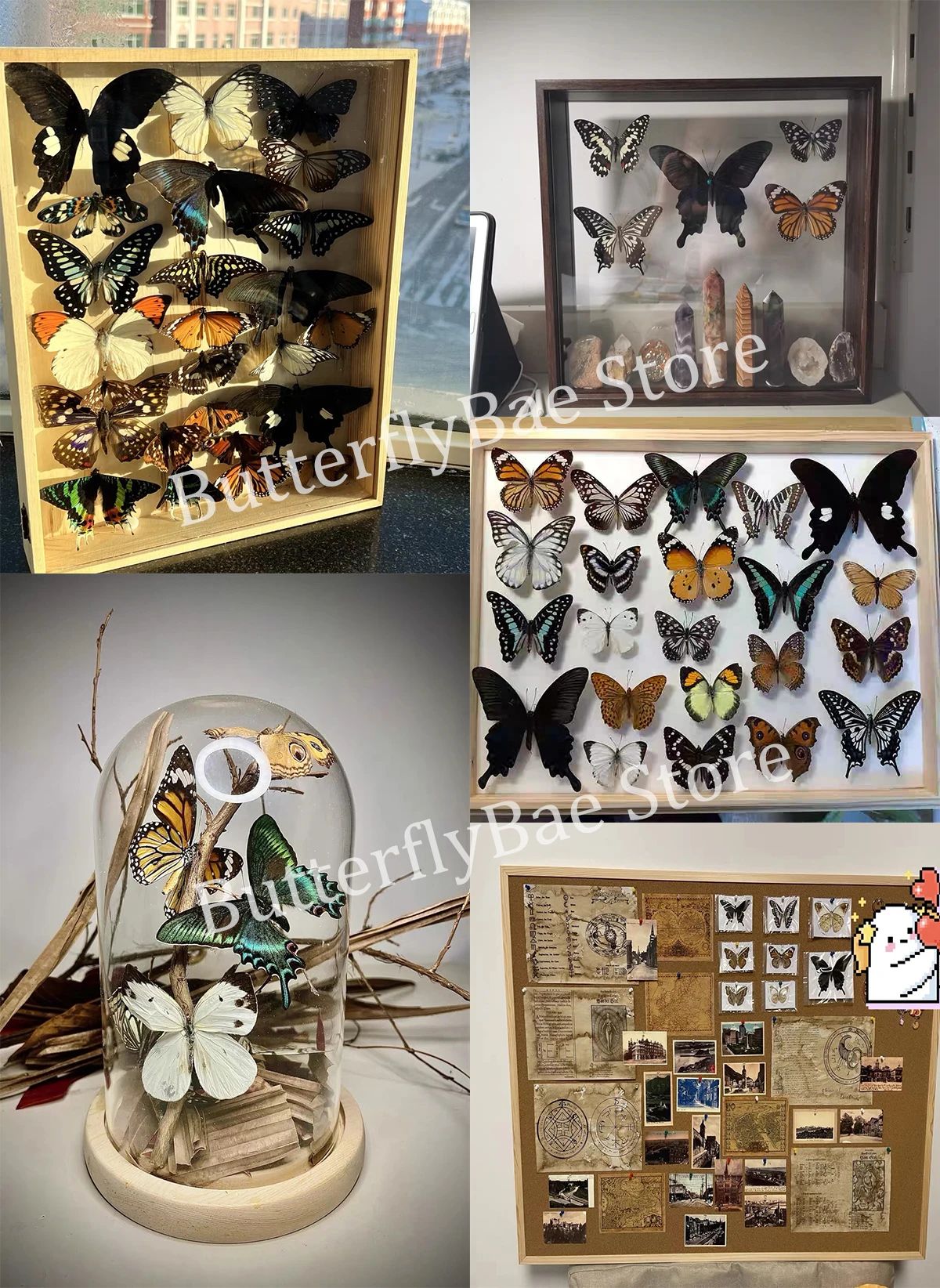 Real Butterfly Specimen Collection Set