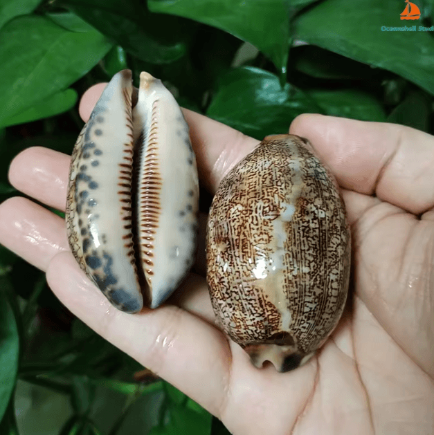 Natural Arabian Cowrie Shell Set – Authentic Seashells for DIY Crafts & Beach Decor