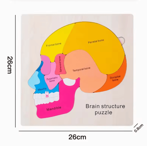 Montessori Human Body Busy Board – Educational Puzzle & Body Parts Learning Toy for Toddlers