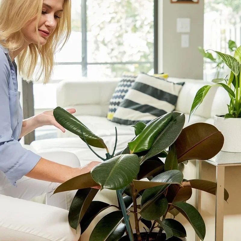 Plant Support Stakes for Climbing Plants