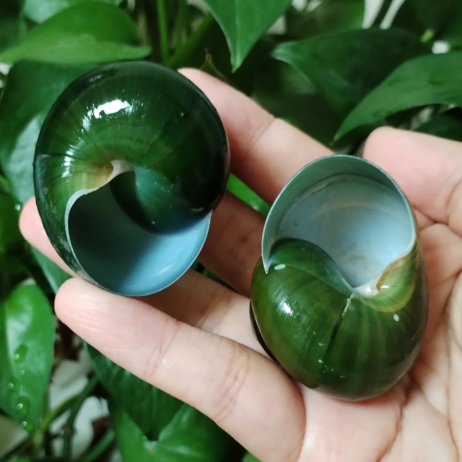 Natural Green Jade Snail Shell Decor – Dyakiidae Aquarium & Terrarium Landscaping Ornament