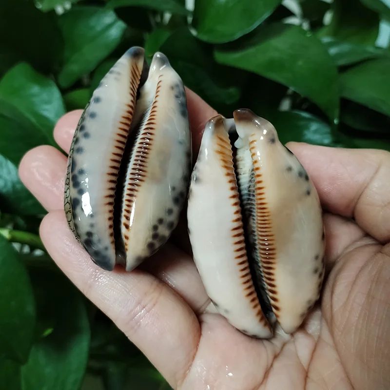 Natural Arabian Cowrie Shell Set – 2PCS Large Seashells for DIY Crafts & Beach Decor