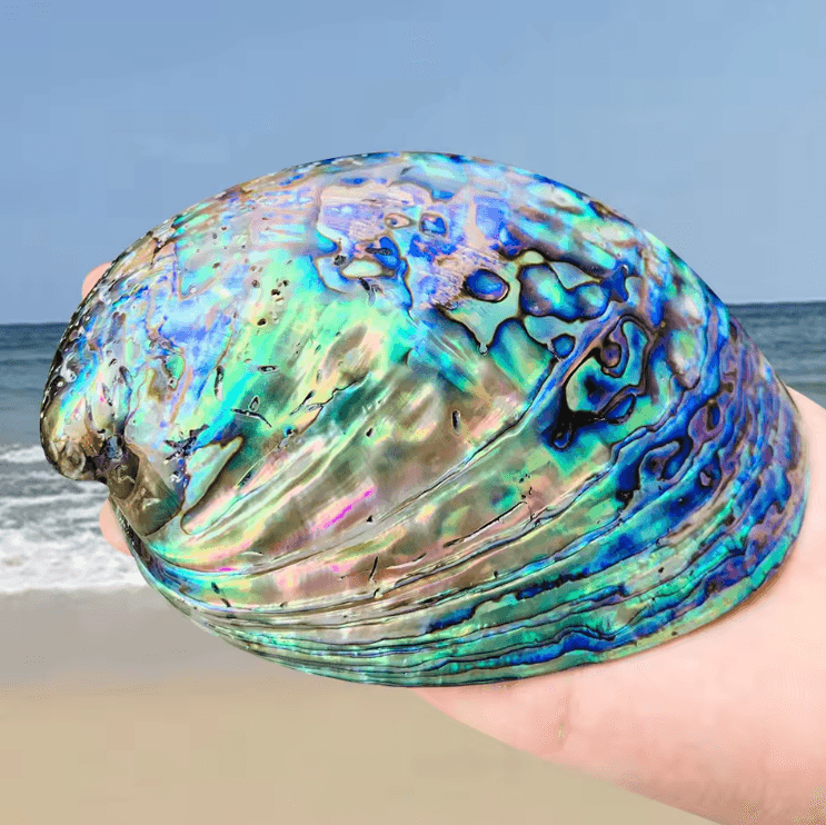 Paua Abalone Shell Sage Smudge Kit with Stand – Natural Energy Cleansing & Spiritual Home Decor