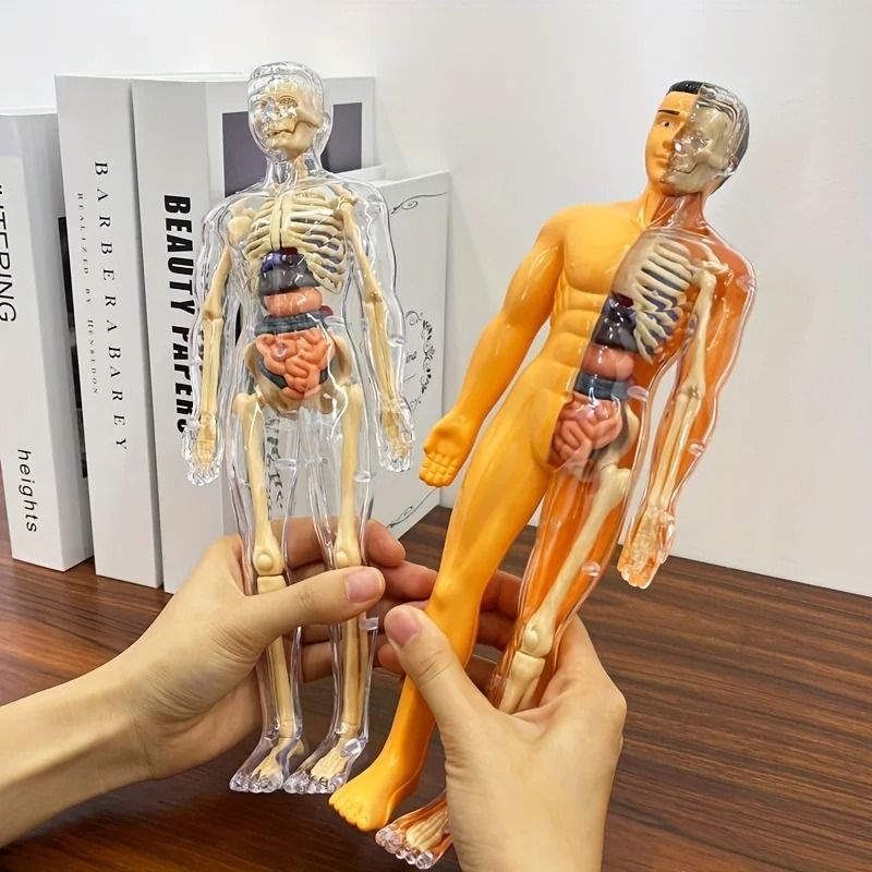 Human Anatomy Model with Removable Bones and Complete Trunk Medical Teaching Skeleton Kit