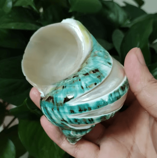 Natural Hermit Crab Shell Set – Decorative Large Seashells for Decor (9–11cm Coastal Accents)