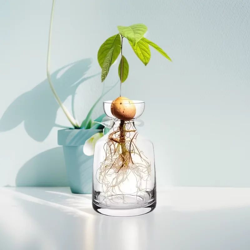 Avocado Seed Starter Glass Vase