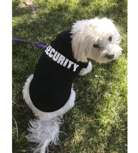 Summer Dog Security Vest – Lightweight Puppy T-Shirt Costume for Small Dogs & Cats