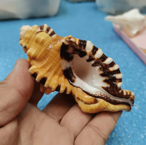 Natural Triton Sea Shell Conch – Black-Spotted Aquarium Decor & Photography Prop