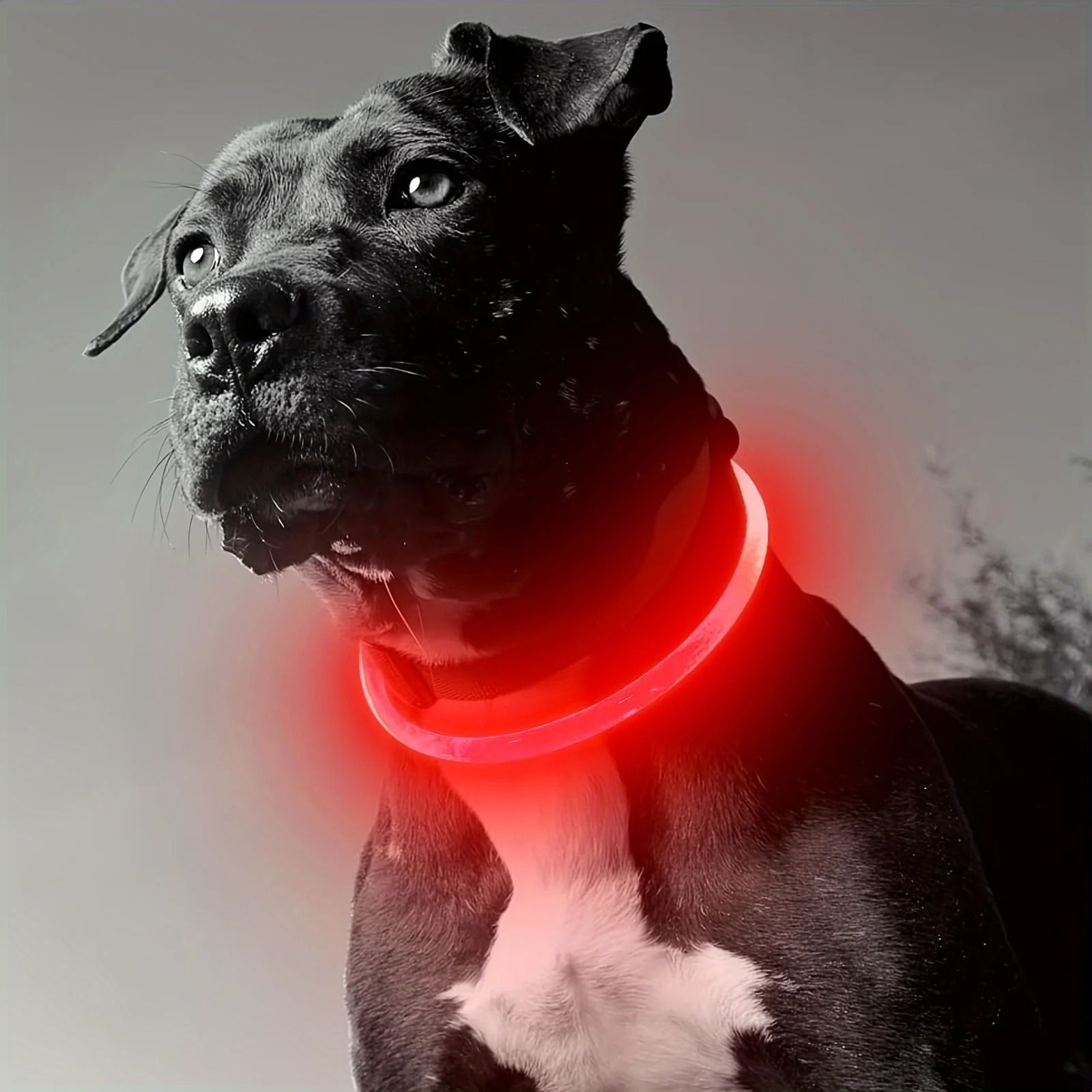 Pet Dog LED Light Collar Luminous Anti Lost USB Rechargeable Necklace