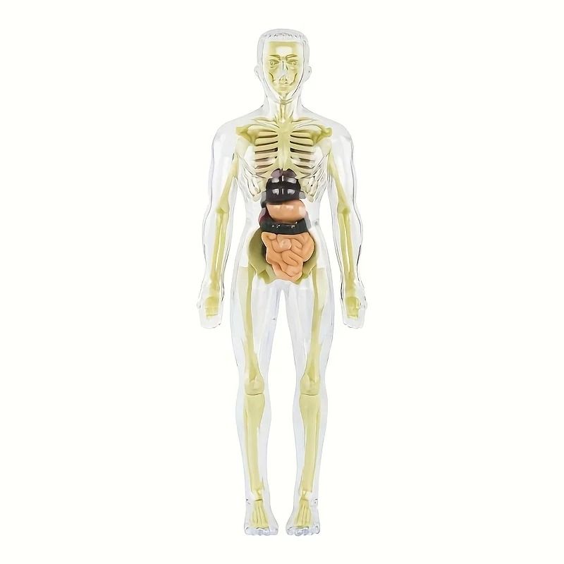 Human Anatomy Model with Removable Bones and Complete Trunk Medical Teaching Skeleton Kit