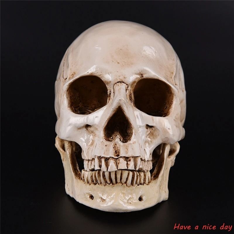 1 1 Lifesize Human Skull Resin Replica | Medical-Grade Anatomical Model Decor