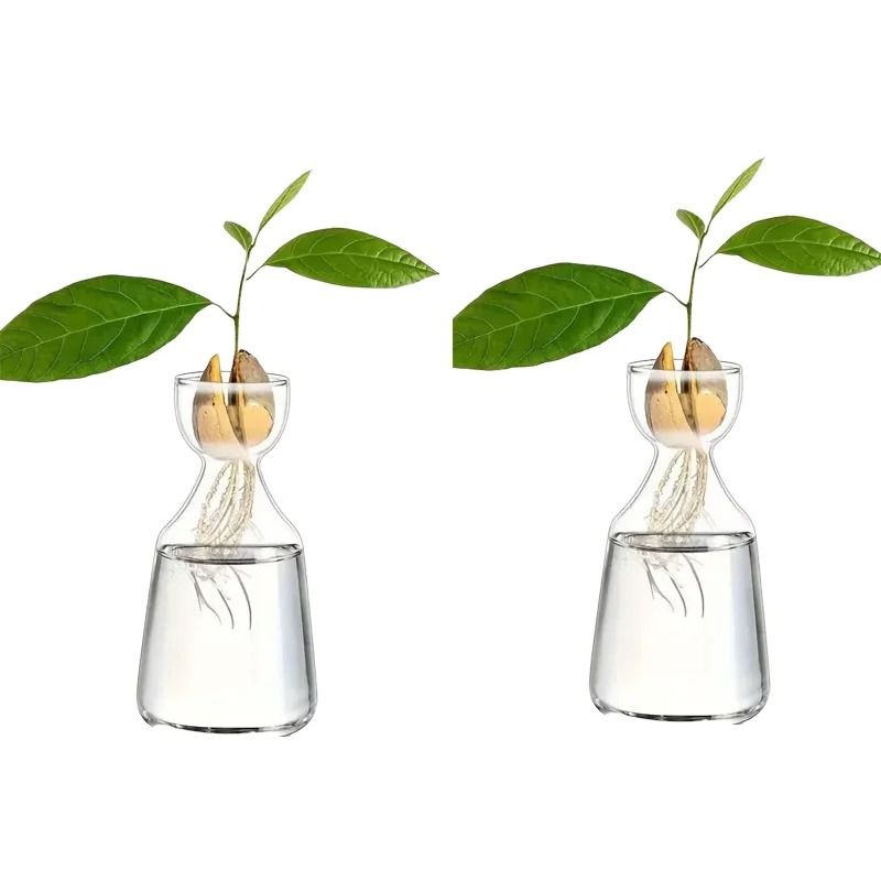 Avocado Seed Starter Glass Vase | Grow Your Own Avocado Tree | Professional Hydroponic Planting Pot