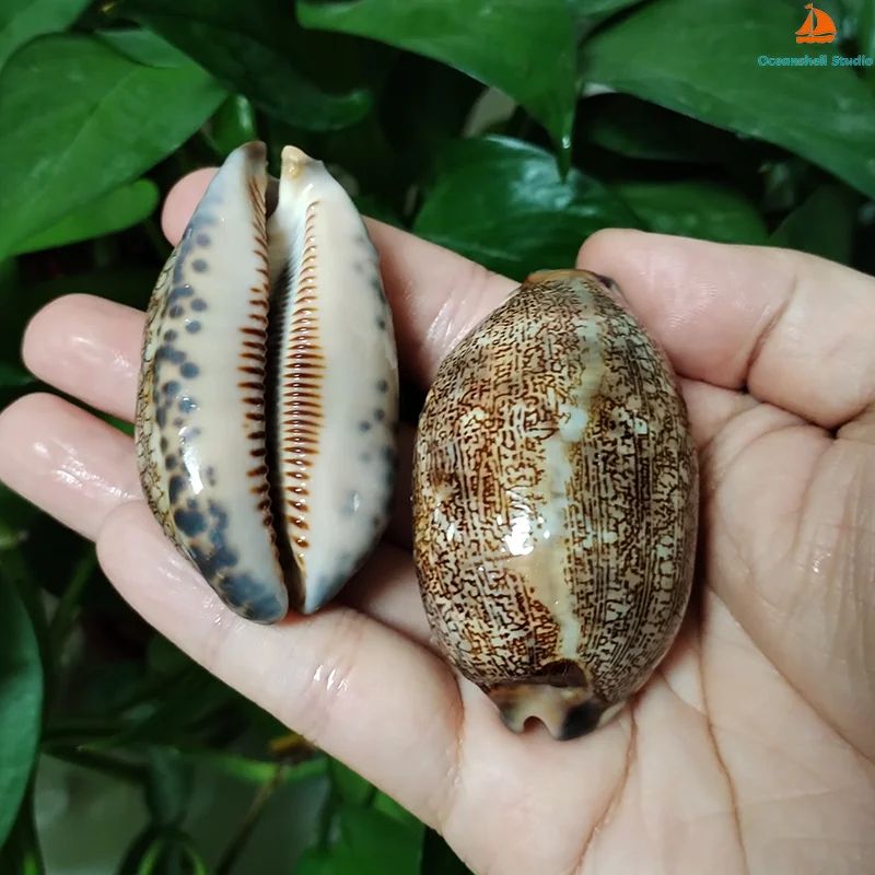 Natural Cowrie Shell Set for Crafts Jewelry and Beach Decor