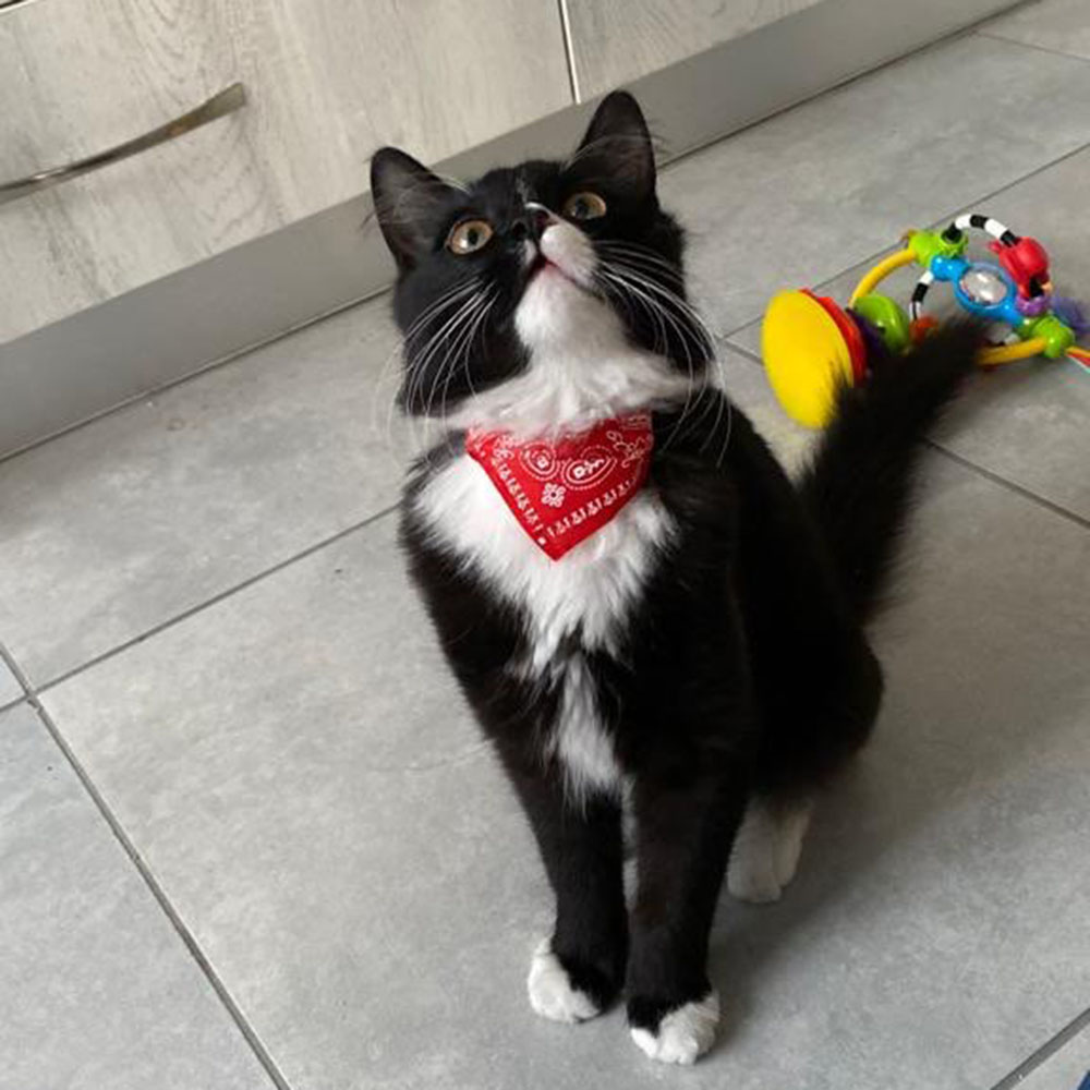Cute Printed Bandana Cat Collar Adjustable Triangular Scarf Collar for Puppy, Dog, Kittens & Small Animals