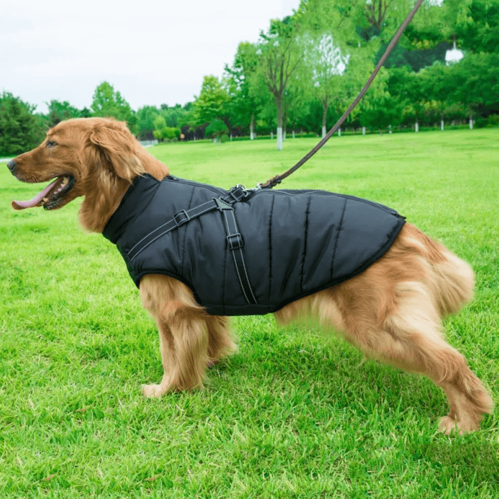 Dog Coat With Zipper on Back