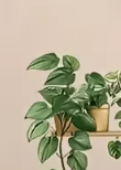 3D Flower Shelf Wall Stickers – Creative Potted Plant Decal Decor for Home