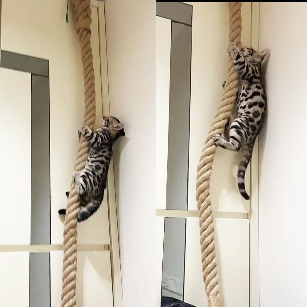 Professional Heavy Duty Ceiling and Wall Mounted Cat Climbing Rope