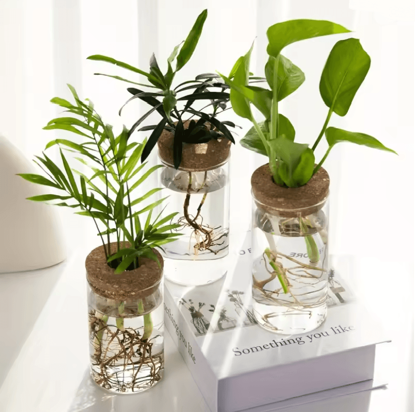 AquaBloom Desktop Glass Hydroponic Planter Vase