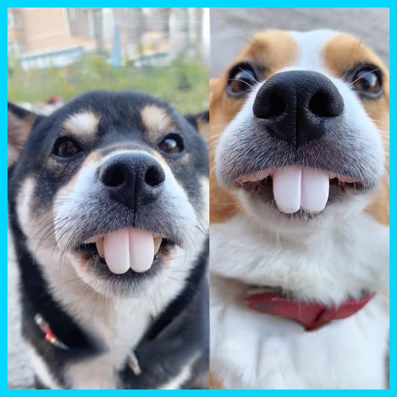 Tricky and Funny Dentures: Perfect Halloween Cosplay Supplies for Pets and Humans
