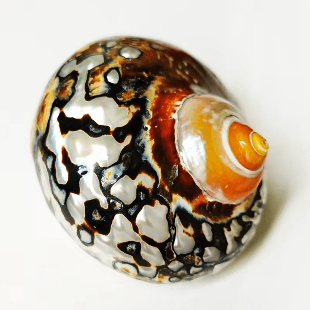 Natural African Turban Seashell Set – Sarmaticus Cowrie Decor for Coastal Home & Aquarium
