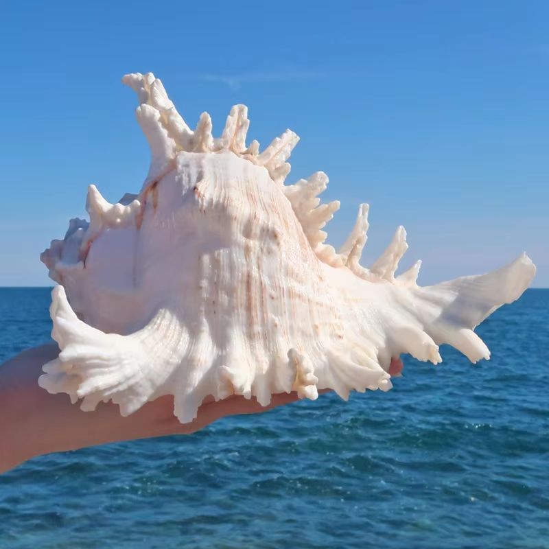 Large Natural Murex Ramosus Conch Shell for Coastal Home Decor and Wedding Table Display
