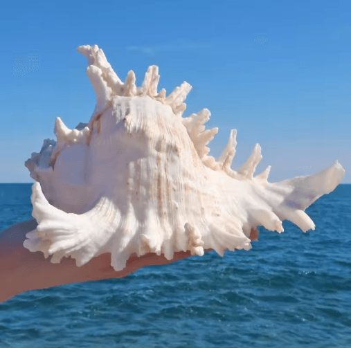 Large Murex Ramosus Shell Natural Ocean Conch Table Decor