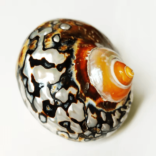 Natural South African Turban Seashell Turbo Snail Shell for Coastal Decor & Crafts
