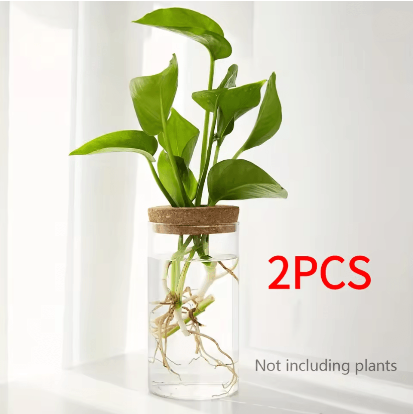 AquaBloom Desktop Glass Hydroponic Planter Vase
