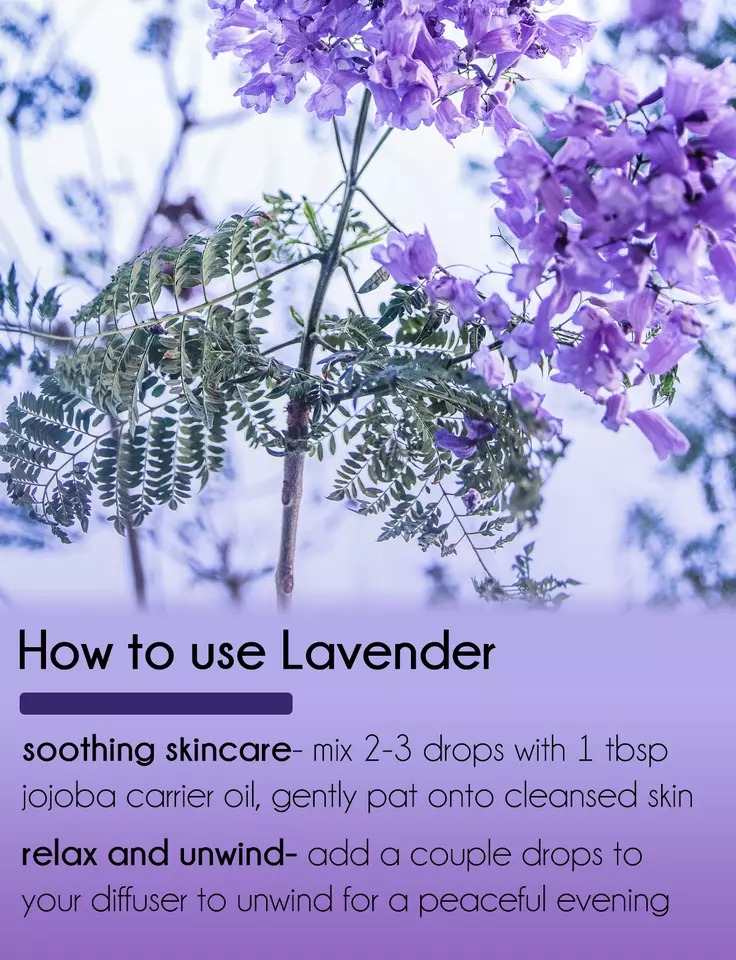 4 fl oz GreenHealth Lavender Essential Oil