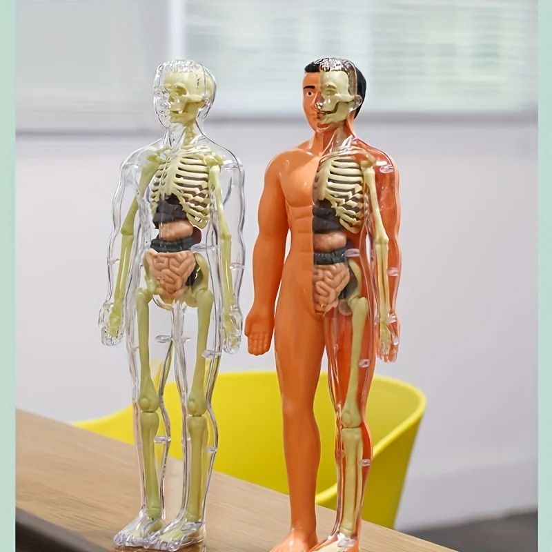 Human Anatomy Model with Removable Bones and Complete Trunk Medical Teaching Skeleton Kit