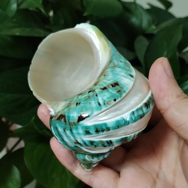 Natural Banded Jade Turbo Shell (9–11cm) | Premium Polished Green & Blue Hermit Crab Home & Coastal Decor