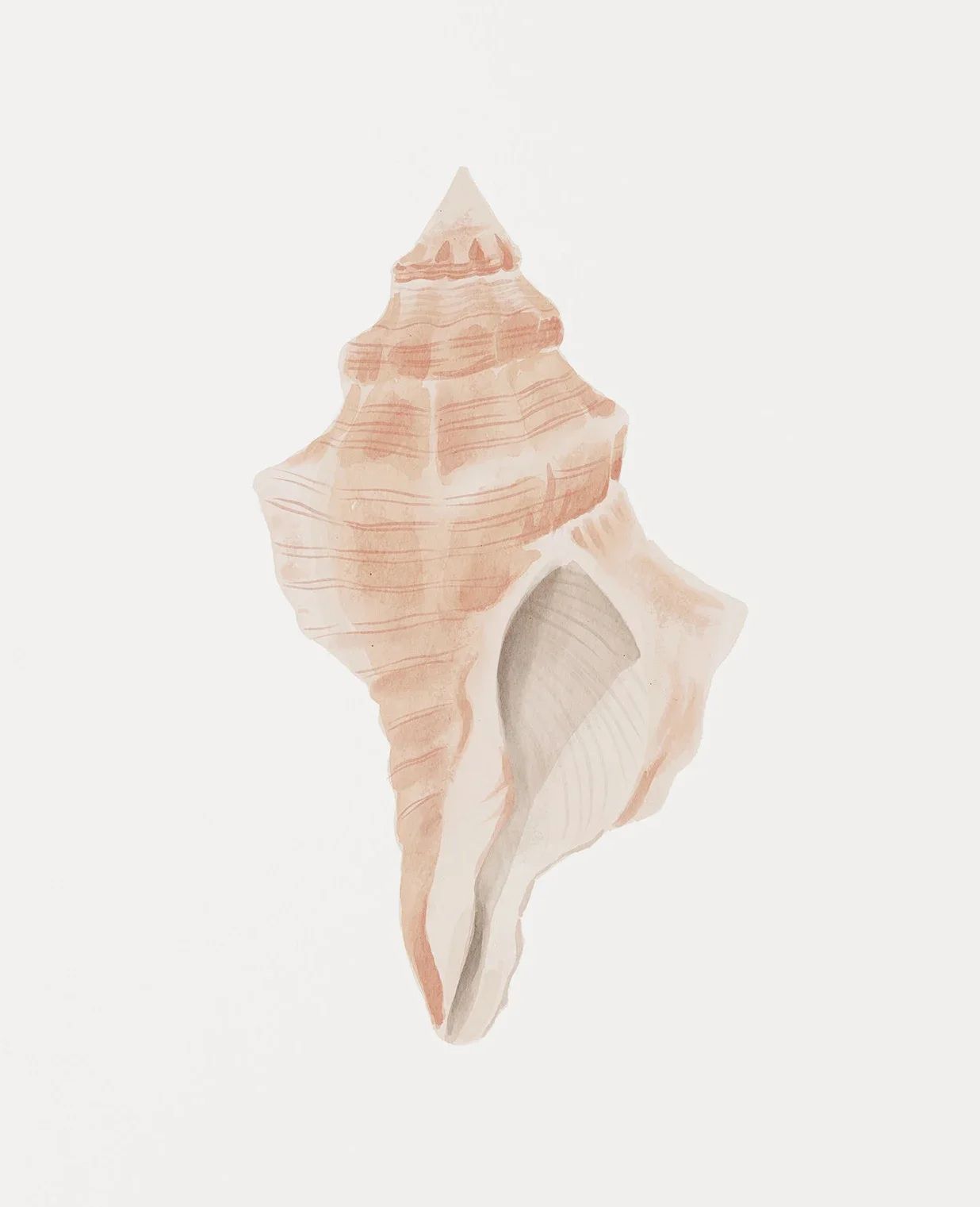 Coastal Seashell Wall Art Canvas Set Ocean Inspired Prints