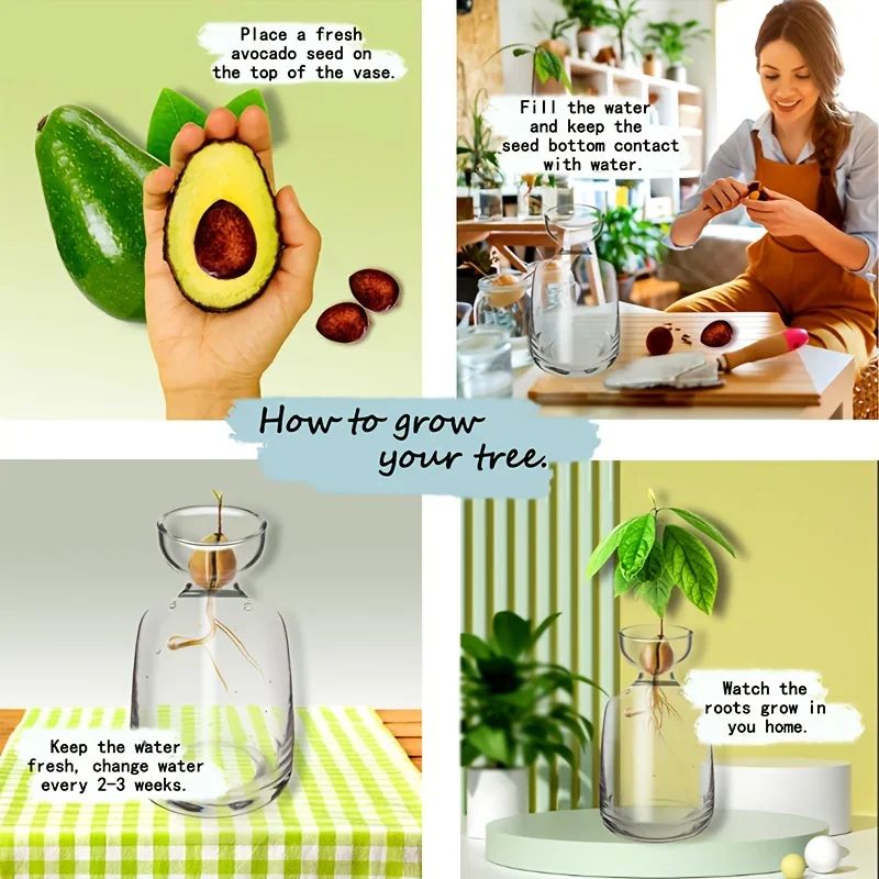 Avocado Seed Starter Glass Vase