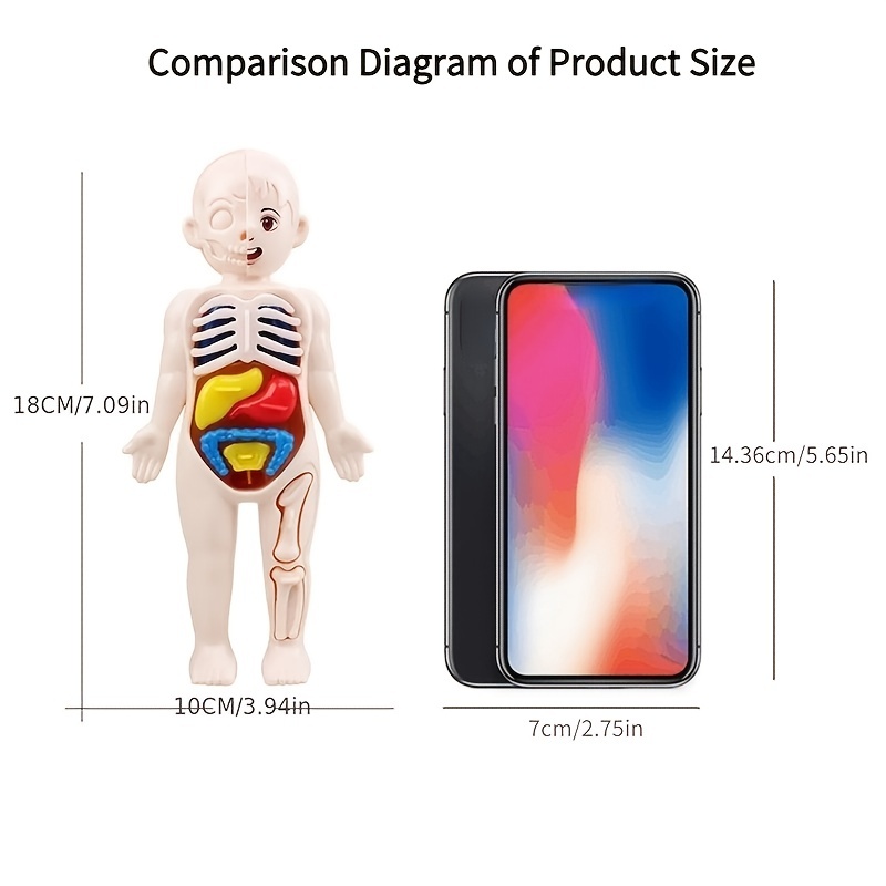 Educational Puzzle Toy, Human Body Anatomy Model for Kids, Montessori Organ Assembled Learning Tool