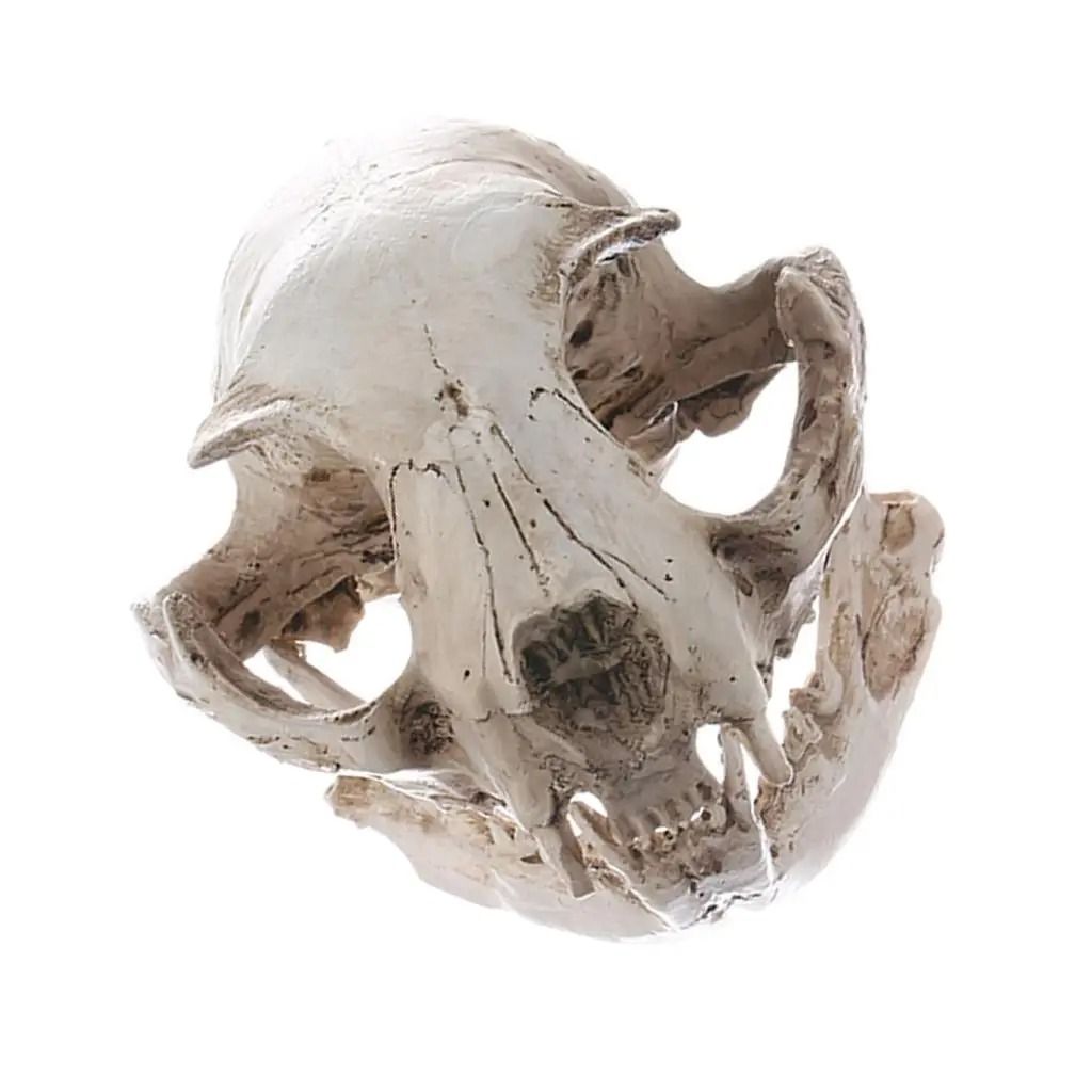 Resin Realistic Cat Skull Replica – Medical Teaching Skeleton Model & Gothic Home Decor Ornament